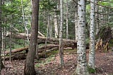 The Northern Wilds of Japan