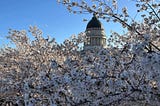 Thousands Gathered To Enjoy Beautiful Cherry Blossoms In Utah