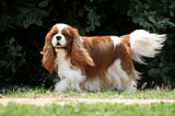 Cavailer King Charles Spaniel Eğitimi ve Özellikleri!