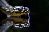 Fascinating Snake Facts and Types (Compulsory to Know!)
