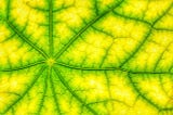 The Unexplained Efficiency of Photosynthesis