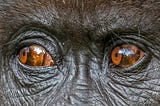 Vivid brown eyes of a mountain gorilla