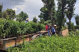 OFP Reforestation Methodology: Built for Integrity and Transparency