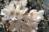 Burst of white flowers on a branch