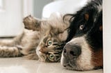 A dog and a cat together — how to raise them in the same apartment