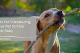 Dr. Allen Cherer on Tips for Introducing Your Pet to Your New Baby
