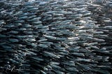 On the Wild Coast: Scuba Diving the Sardine Run