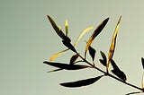 Olive Leaf №1