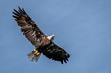 A bald eagle in flight