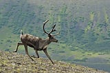 Proposed Ambler Access Project: Potential Effects on Caribou & People
