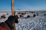 LIFE ON A MONGOLIAN RANCH