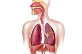Human Anatomy and Physiology: The Respiratory System and Respiratory Diseases