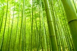 The Law of the Bamboo Tree