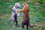 Young tigers fighting.