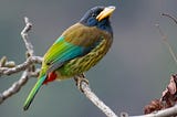 The Elusive Great Barbet