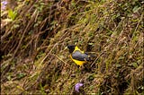 Grosbeaks in a roadside rendezvous…