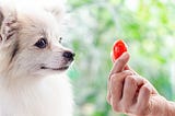 Can dogs eat tomatoes? are tomatoes bad for dogs
