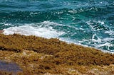 COVID, Ian, Red Tide, and Now a Giant blob of Seaweed: How much more can we take?