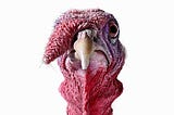 Taking Time to Be Thankful: Surviving A Wild Turkey Attack