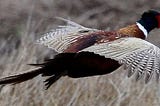 Pheasant flies over a field