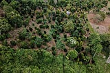 Food forests feed and store carbon