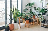 Houseplant Tips