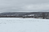 Goose in the Snow