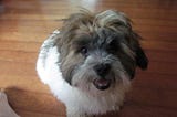 Lhasa Apso pup with brown hair on his head and face and a white body smiling for the camera.