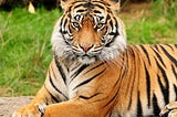 El Burro, el Tigre y el León: Una historia sobre necedad.
