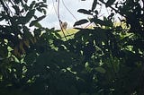 A rookie’s visit to the last Eden on Earth