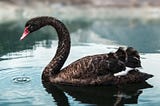 Motivations for Scenario Planning in Addressing Black Swans like COVID-19