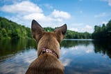 A dog staring across a wooded lake, photographed from behind.