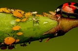 Macro photo of a lady bug