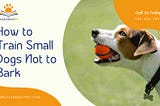 How to train small dogs not to bark