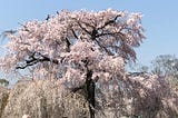 Picture of a cherry tree