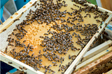 Wasp Nest Infestation? Get Professional Removal Services in Birmingham