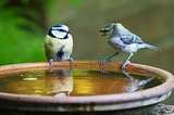 Two small birds are perched on a ceramic feeder full of water. One bird is talking to the other, which is listening intently. Green foliage is in the background.