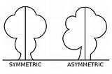 An Asymmetrical Approach To Social Justice