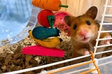 How to Keep Hamster Cage from Smelling?