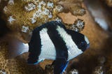 Stripey Damselfish Use ‘Motion Dazzle’ As An Anti-Predator Strategy