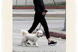 ABOUT Jamie Lee Curtis’s pet RUNI