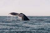 El regreso de la ballena sei a la Patagonia