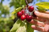 Understanding Git Cherry-Pick 🍒👨‍🏫