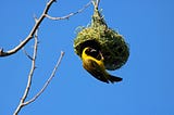 Yellow Masked Weaver bird building a nest.