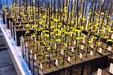 Creating a New Protein Crop From a Forgotten European Plant