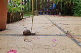 A snail making its way across a patio.