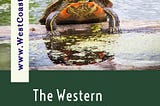 The Western Painted Turtle: An Endangered Species