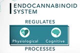 What Do THC and CBD actually do to us? The Endocannabinoid system explained…