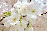 First blossoms of the season.