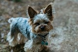 A brown and gray Yorkshire terrier stands on the ground, looking up at us with a cranky and judgmental look.